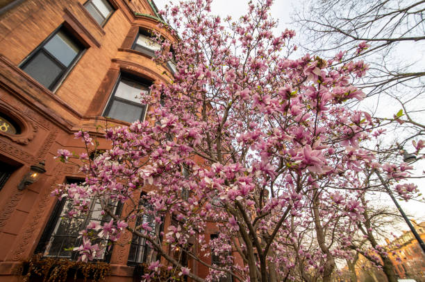 istock Blooming magnolias in Boston 1482489658