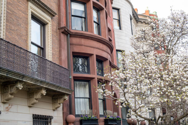 istock Blooming magnolias in Boston 1482489705