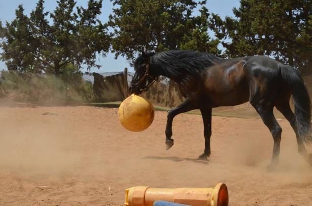 istock Black stallion playing with yellow ball. 1482489861