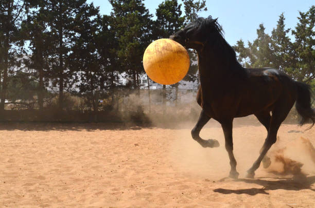 istock Black stallion playing with yellow ball. 1482489866