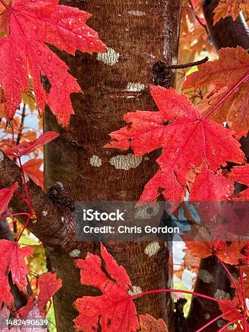 istock Close up of wet autumn leaves and tree trunk 1482490639