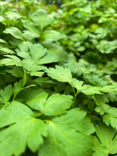 istock Parsley (Latin name: Petroselinum crispum) in a specialty store 1482490665