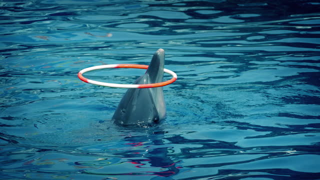 Dolphin Spins Hoop At Outdoor Show