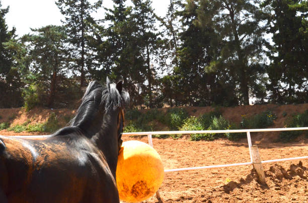 istock Black horse playing with yellow ball. 1482496173
