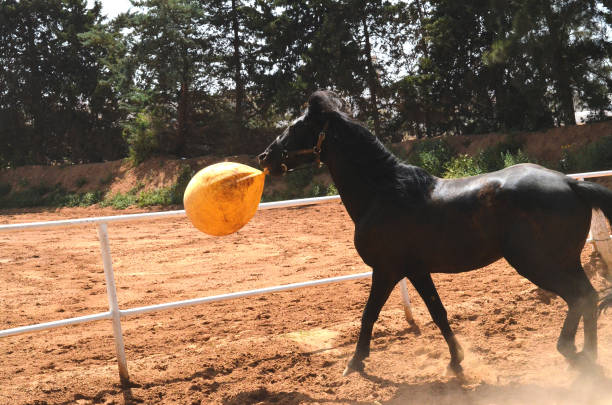 istock black stallion  playing with yellow ball. 1482496176