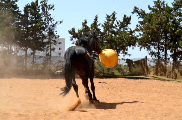 istock black stallion  playing with yellow ball. 1482496179