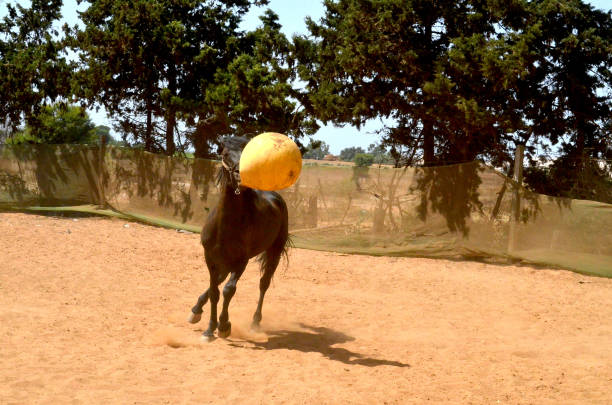 istock black stallion  playing with yellow ball. 1482496189