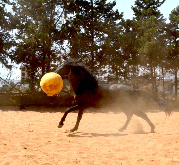 istock black stallion  playing with yellow ball. 1482496190