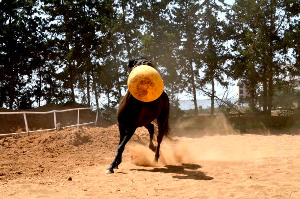 istock black stallion  playing with yellow ball. 1482496192