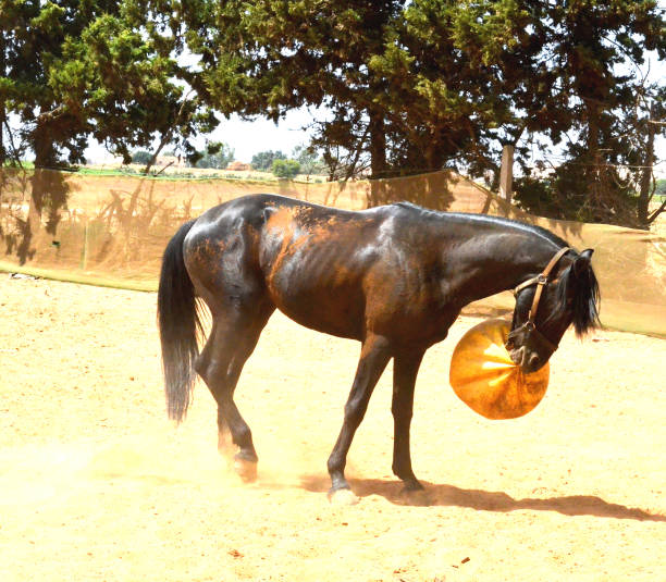 istock black stallion  playing with yellow ball. 1482496201