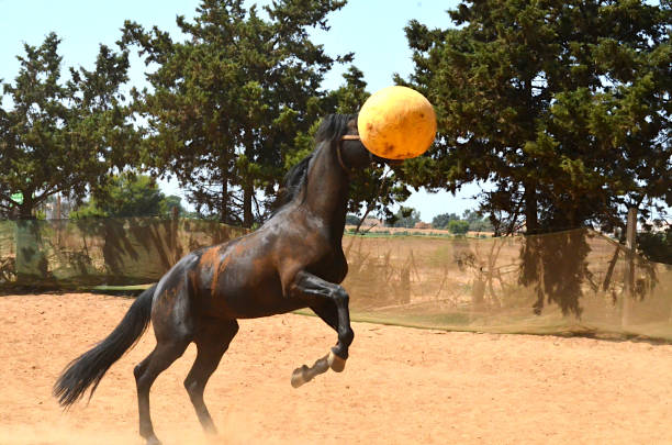 istock black stallion  playing with yellow ball. 1482496206