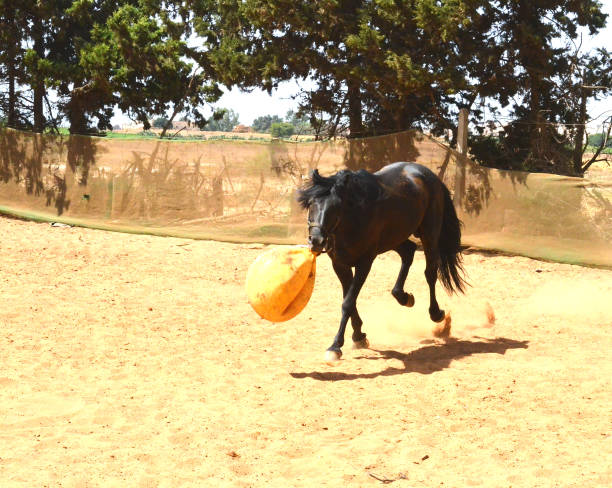 istock black stallion  playing with yellow ball. 1482496221