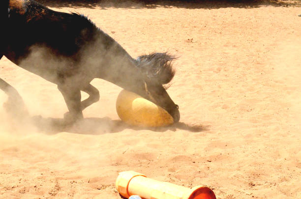 istock black stallion  playing with yellow ball. 1482496251