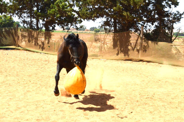 istock black stallion  playing with yellow ball. 1482496256