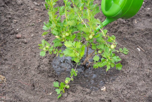 der gärtner gießt stachelbeerstrauch im garten aus einer grünen gießkanne - gooseberry fruit growth green stock-fotos und bilder