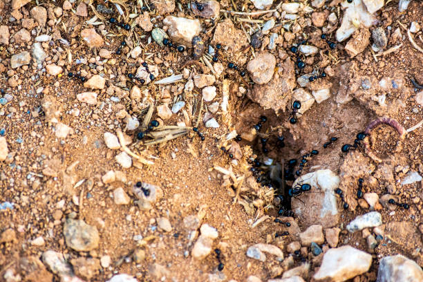 Black worker ants dragging vegetation to the nest