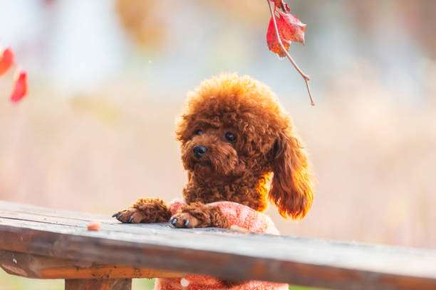 istock A toy poodle in autumn 1482497626