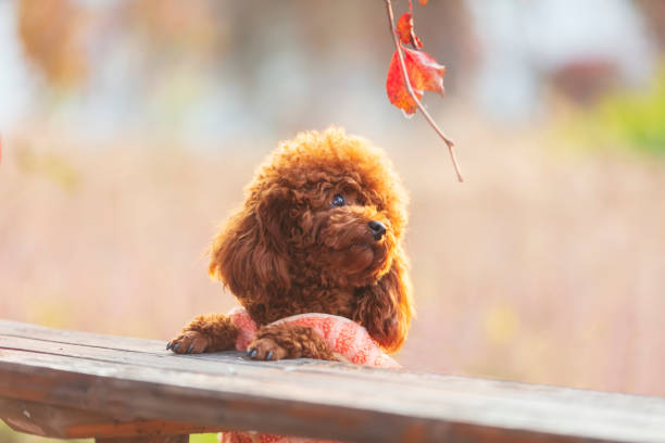 istock A toy poodle in autumn 1482497752