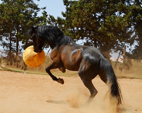 black stallion  playing with yellow ball.