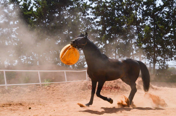 istock black stallion  playing with yellow ball. 1482503109
