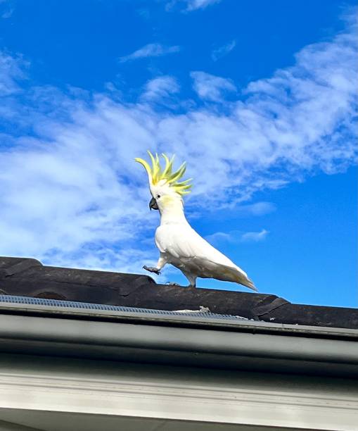 kakadu na dachu - sulphur crested cockatoo zdjęcia i obrazy z banku zdjęć