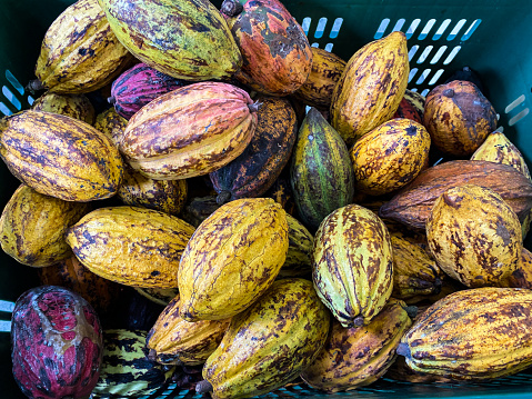 A lot of vivid cacao seeds cacao pods