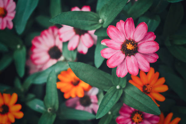 orange and pink blooming flowers