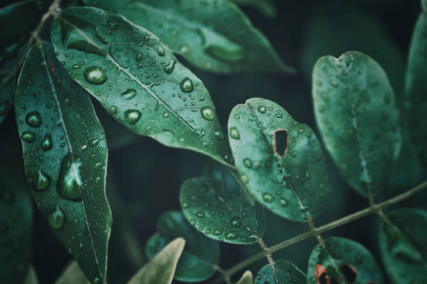 istock Dark green leaves and background material 1482509926