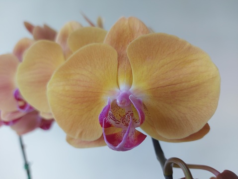 Beautiful orange Phalaenopsis orchid flower, isolated on white background.