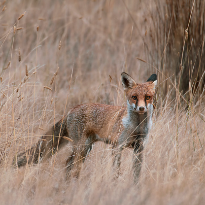 Red fox in a farm paddock in Central Victoria
