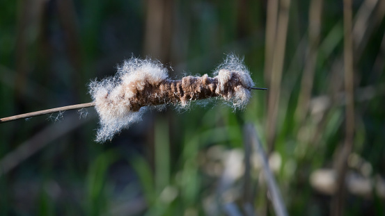 Close-up color photo of a fluffy shedding cattail with a soft blurred de-focused green reed background and copy space.