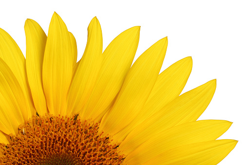 Sunflower isolated on white background.