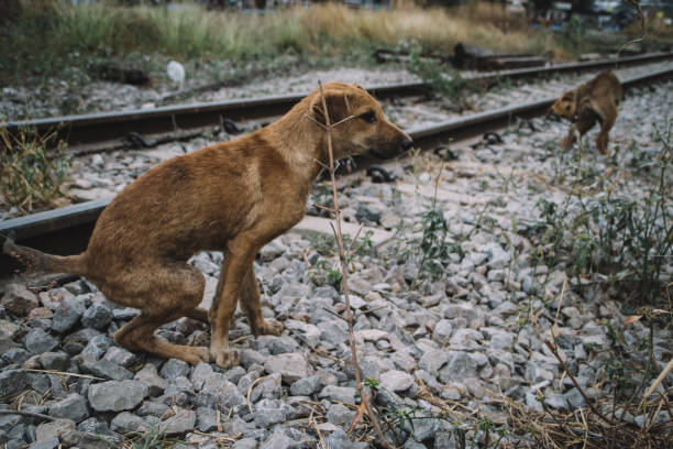 istock homeless dog in bangkok 1482514414
