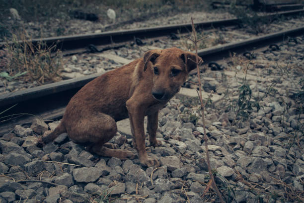 istock homeless dog in bangkok 1482514451