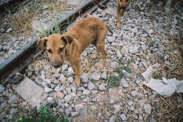 istock homeless dog in bangkok 1482514457