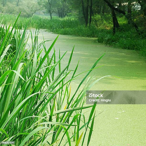 Foresta Paesaggio Con Acqua E Impianti - Fotografie stock e altre immagini di Acqua - Acqua, Albero, Ambientazione esterna