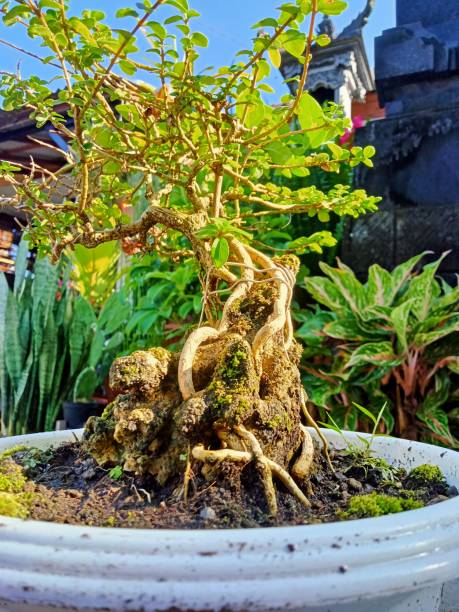 istock Mini sancang bonsai on a rock 1482516583