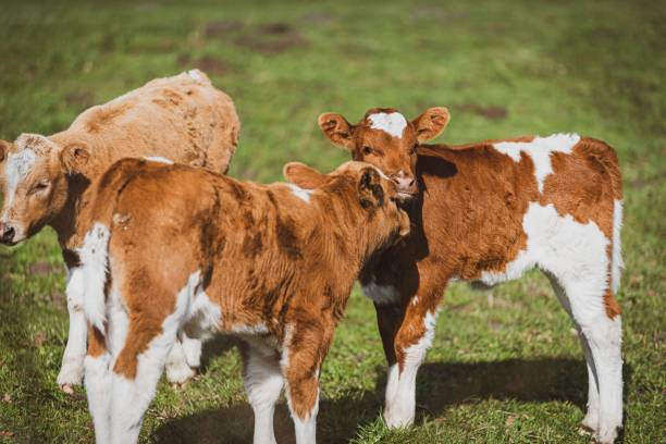 istock Young brown cows standing in a lush green grassy field side by side 1482517536