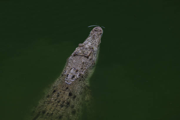 istock Close up big head crocodile is show head in river 1482518207