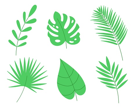 Tropical palm leaves set. Cartoon vector illustration.