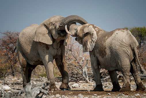 Two bull elephants clash tusks in contest in Etosha National Park