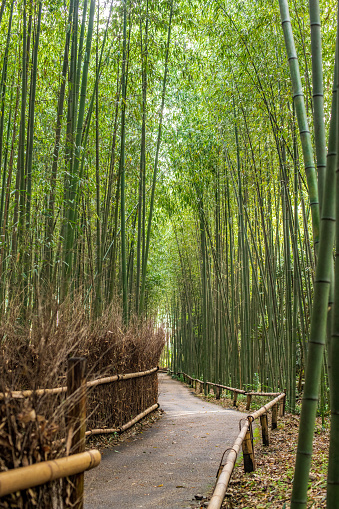 A picture view of arashiyama bamboo forest, one of the most beautiful places in Kyoto, Japan at the sunrise