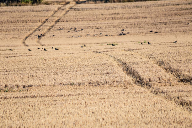 Lovely sunny summer day near Guildford agricultural field natural landscape Surrey England Europe