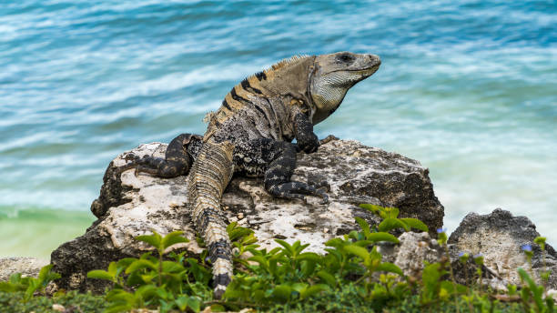istock Iguana on a rocky beach in Tulum Mexico 1482529979