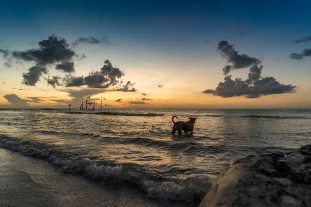 istock Isla Holbox Mexico in the evening on the coast with a dog 1482529991