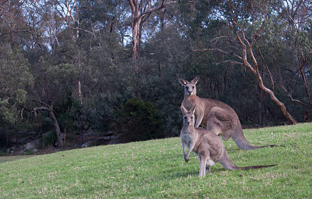 istock Pair Australian kangaroos in grass field 148253495
