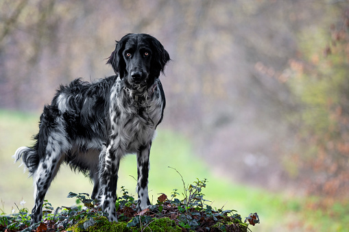 German Large Münsterländer hunting dog with a stick in his mouth  - munsterlander breed