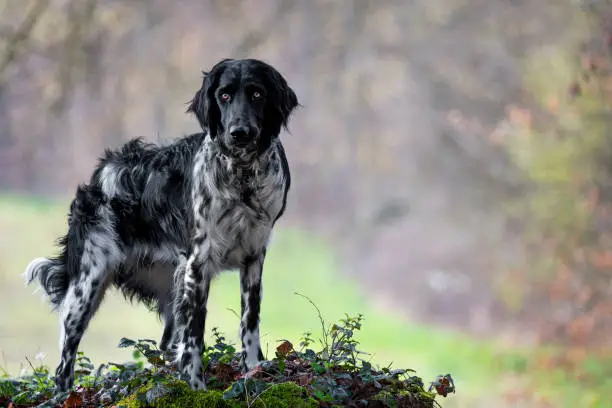 German Large Münsterländer hunting dog with a stick in his mouth  - munsterlander breed