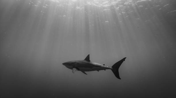 istock Great white shark in Isla Guadalupe Mexico 1482536876