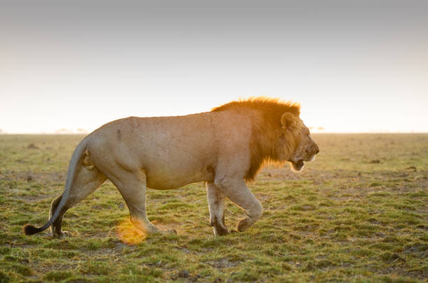 istock The king of the Savannah 1482536901